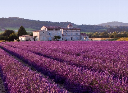 Blossom plant field farm Photo