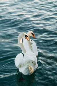 Deniz su kuş kanat Fotoğraf