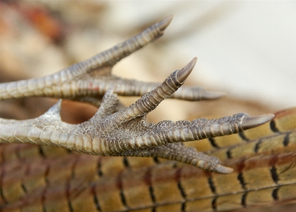 Branch game reptile fauna Photo