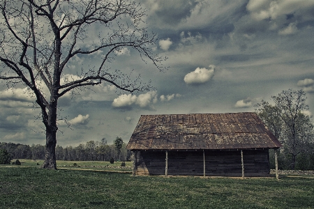 Landscape tree nature grass Photo