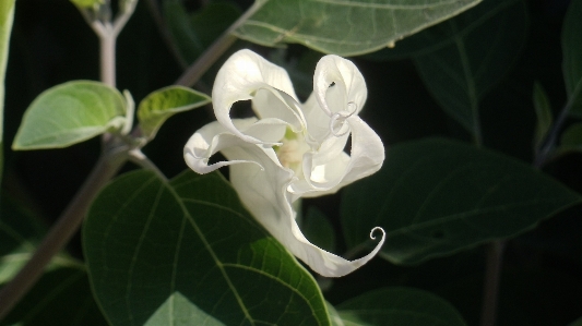 Nature blossom plant white Photo