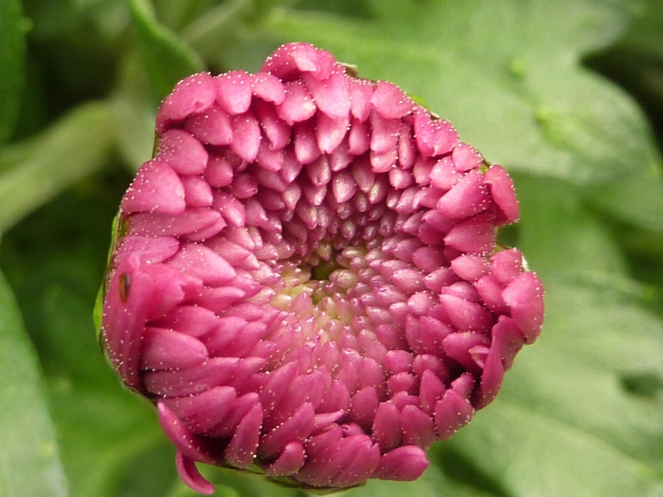 开花 植物 花 花瓣