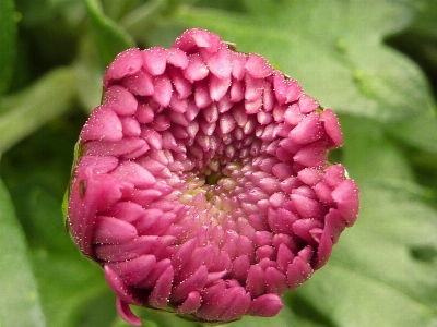 开花 植物 花 花瓣 照片