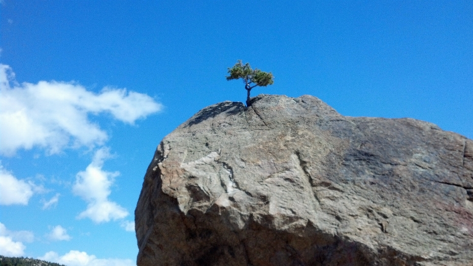 árbol naturaleza rock montaña