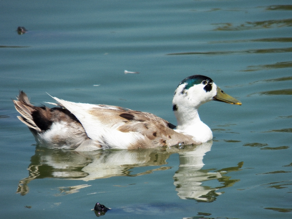 Laut air alam burung