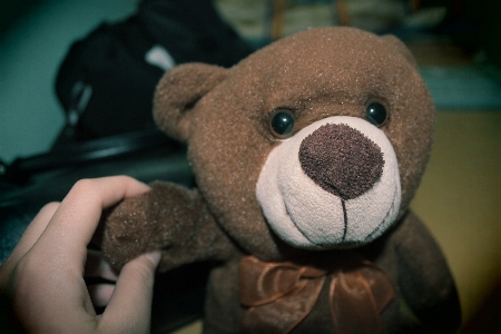 Trail bear memory toy Photo