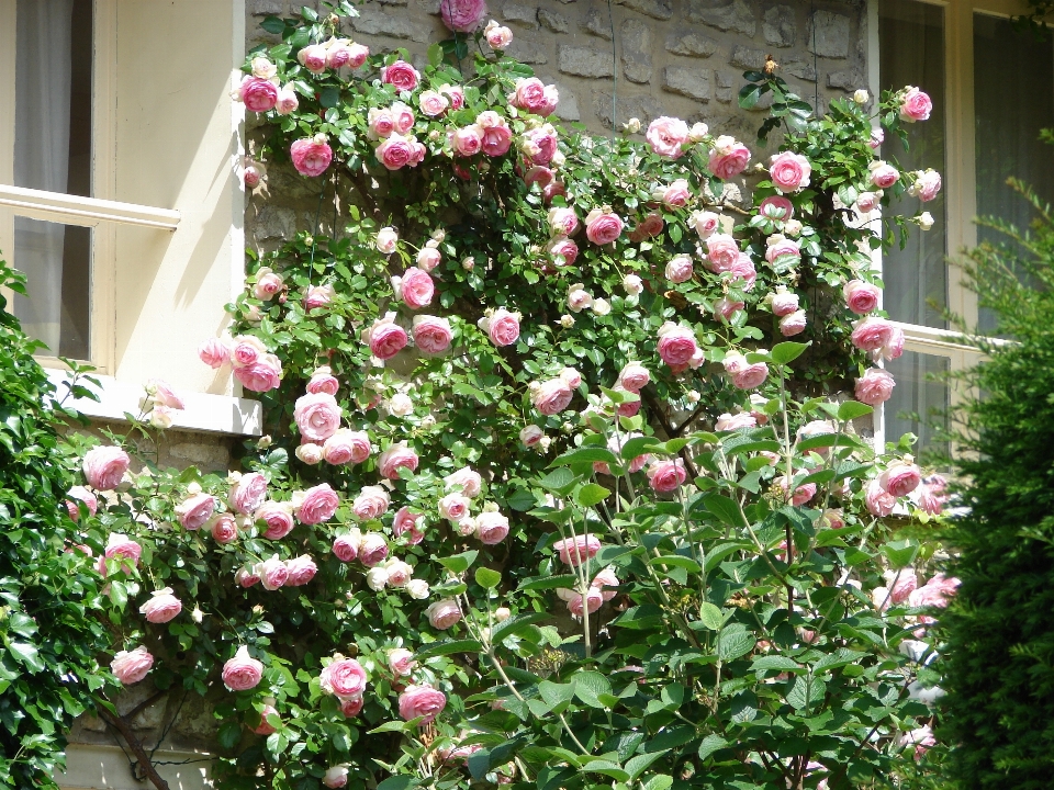 Naturaleza planta flor muro