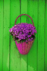 Plant leaf flower purple Photo