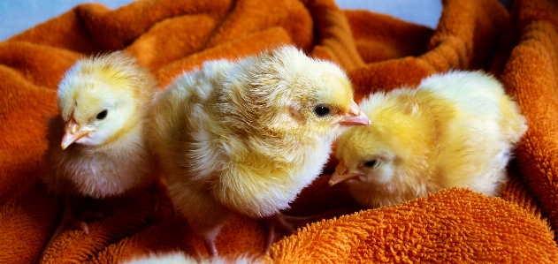 Bird cute young beak Photo