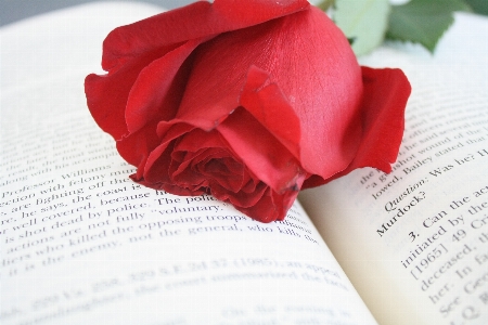 Book plant flower petal Photo