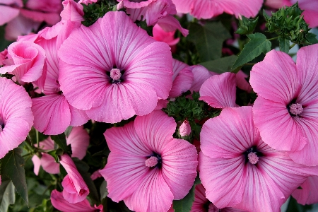 Nature plant flower petal Photo