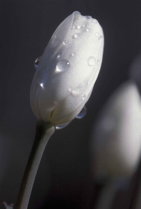 Drop dew plant white Photo