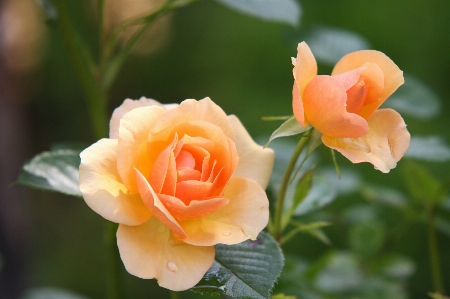 Blossom plant flower petal Photo