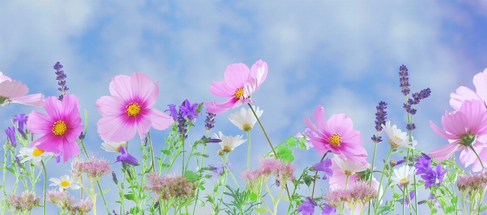 Natur gras blüte anlage