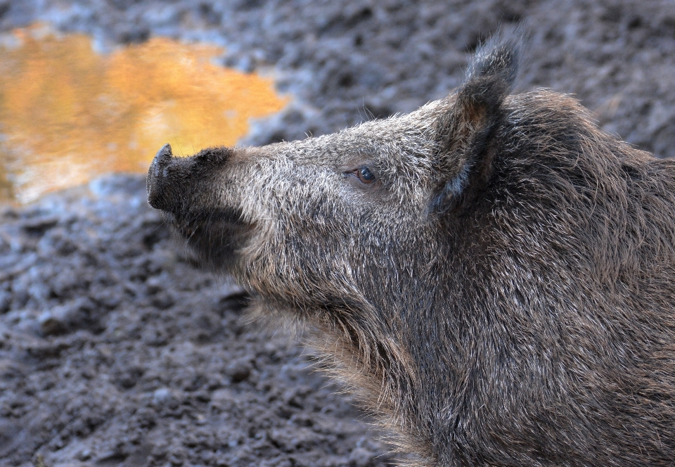 Natura las zwierzę dzikiej przyrody