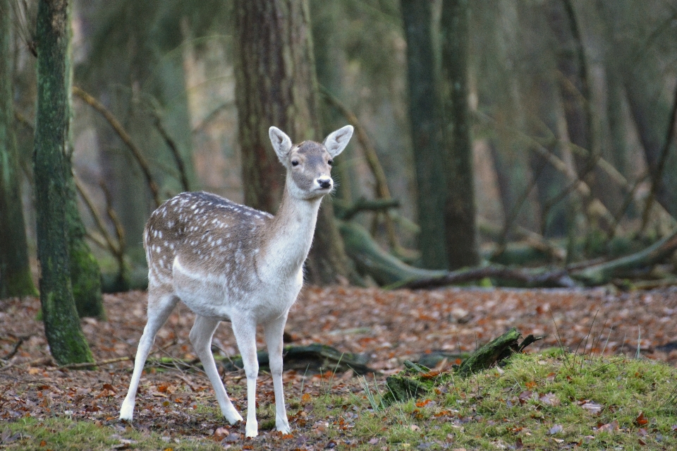 Nature forest animal cute