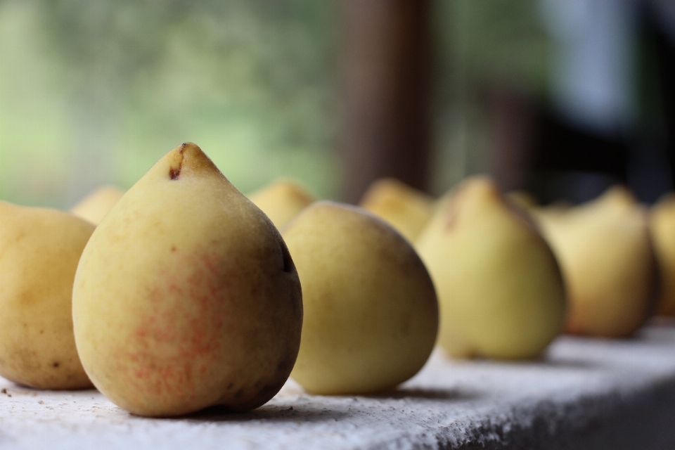 Apple natur anlage frucht