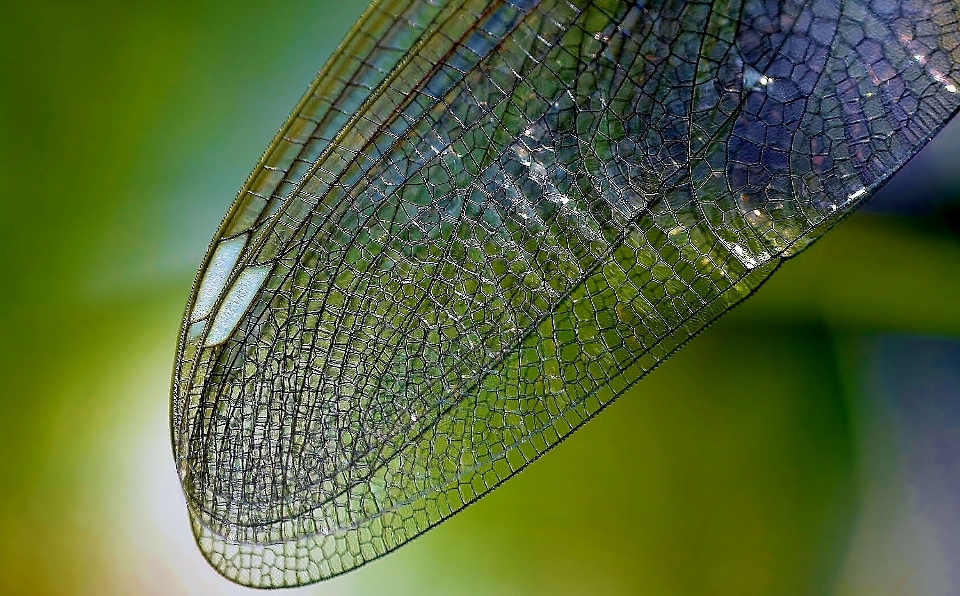 água natureza grama orvalho