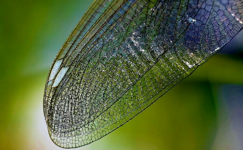 Water nature grass dew Photo