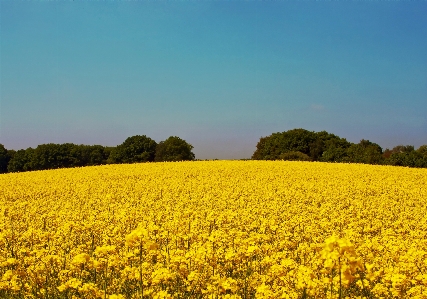 Landscape nature blossom plant Photo