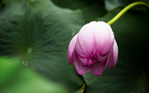 Foto Natura fiore pianta fotografia