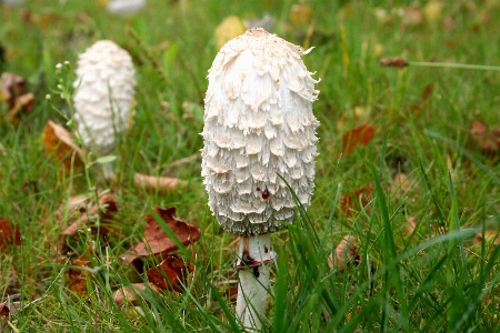 Foto Alam rumput tanaman putih