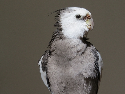 Bird wing animal wildlife Photo