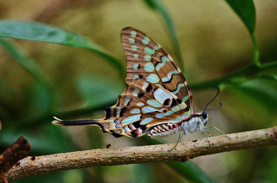 Natura oddział skrzydło fotografia