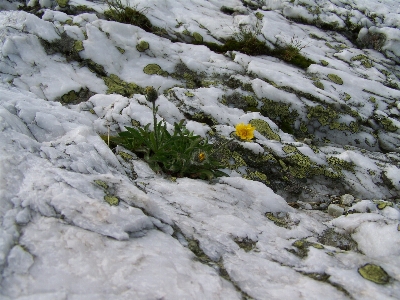 Rock 雪 冬 植物 写真