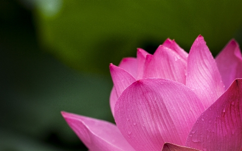 Zdjęcie Natura kwitnąć zakład fotografia