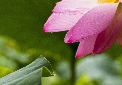 自然 花 植物 写真撮影 写真