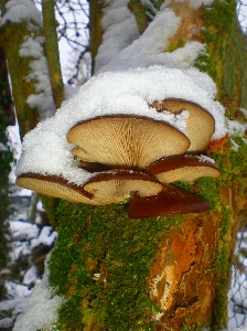 Baum natur wald zweig Foto