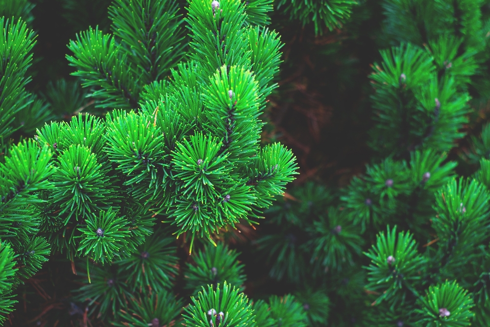 Tree branch blur plant