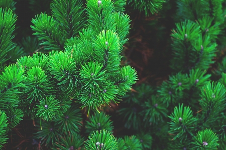 Baum zweig verwischen anlage Foto