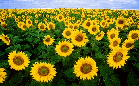 Nature blossom plant sky Photo