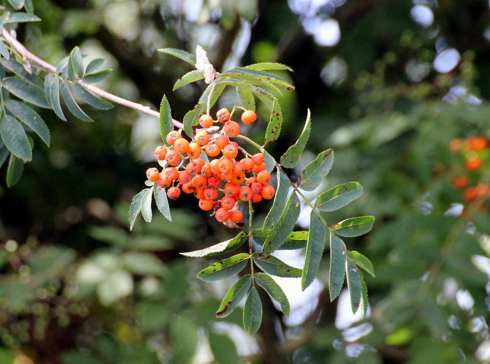 Arbre nature bifurquer fleurir