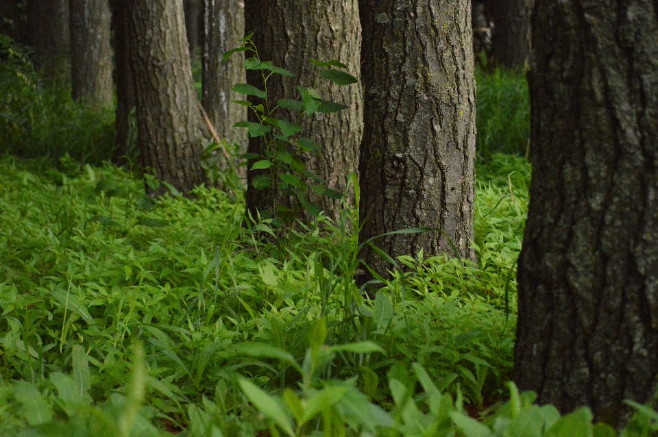 Tree nature forest grass