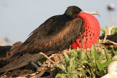 Beach bird wing seabird Photo