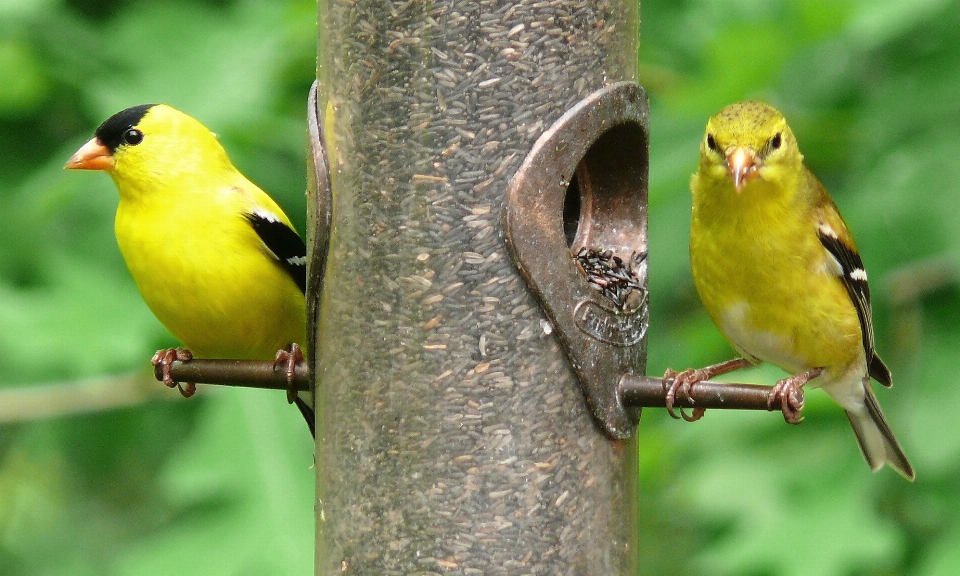 Cabang burung margasatwa liar