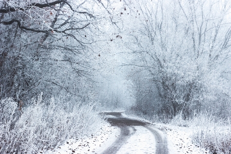 Landscape tree branch snow Photo