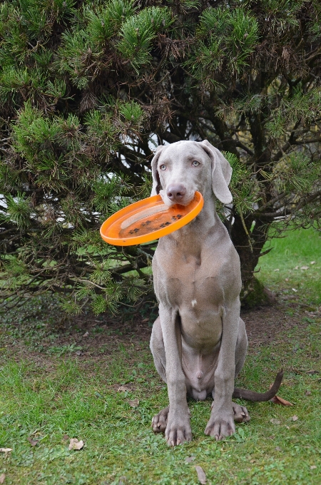 自然 髪 子犬 犬