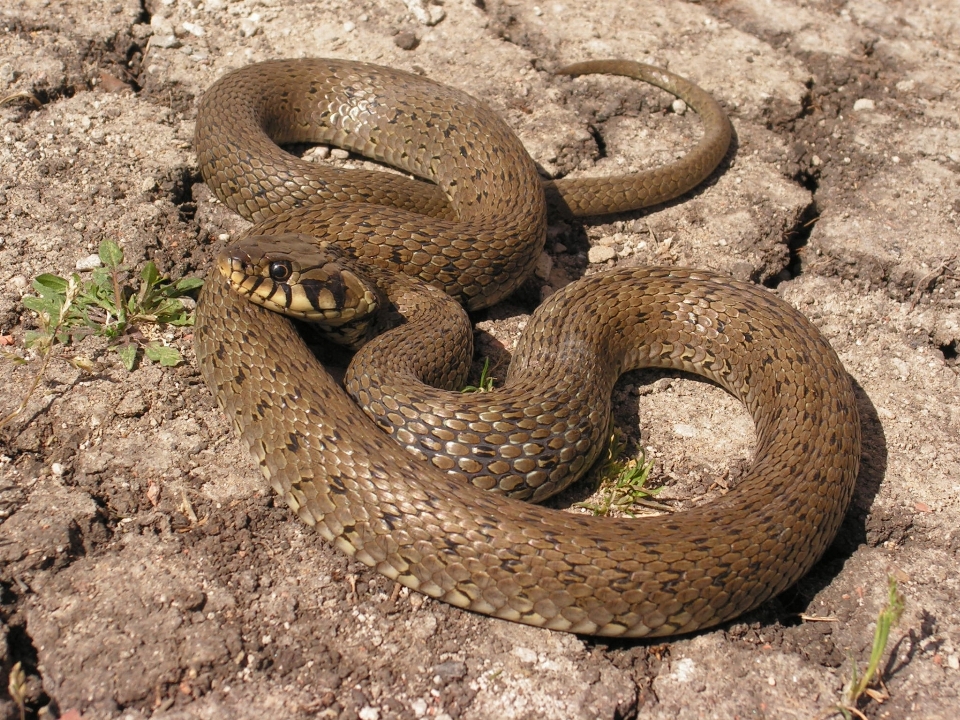 Fauna silvestre reptil serpiente