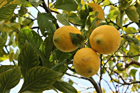 Tree branch plant fruit Photo