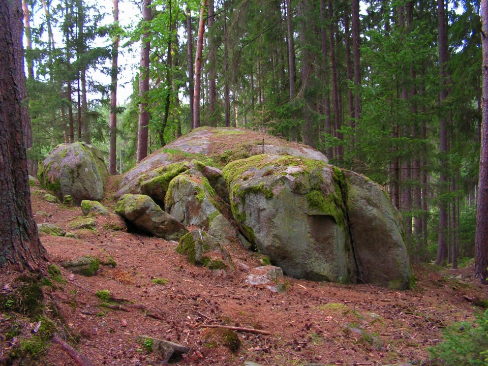 树 森林 rock 荒野