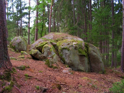 Tree forest rock wilderness Photo