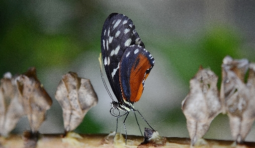 Foto Natura ala bianco fotografia