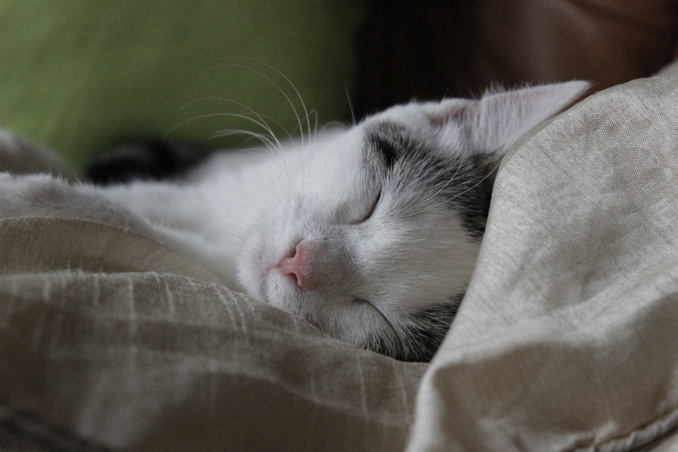 Blanco gatito gato paz