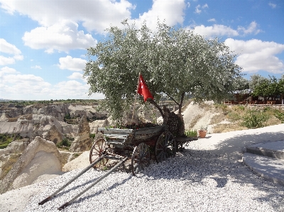 Landscape tree vehicle turkey Photo