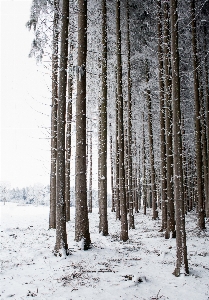 Landscape tree nature forest Photo