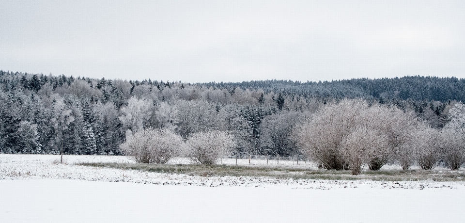 Landscape tree nature forest